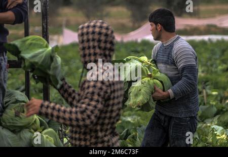 Gaza-Stadt, Palästina. 03. Januar 2023. Palästinensische Bauern ernten Kohl in Beit Lahia im nördlichen Gazastreifen. (Foto: Mahmoud Issa/SOPA Images/Sipa USA) Guthaben: SIPA USA/Alamy Live News Stockfoto