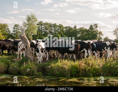 Eine Gruppe von Kühen, die sich eng aneinander aneinanderreihen, wie man sie an einem Sommertag von der anderen Seite des Flusses aus sieht Stockfoto
