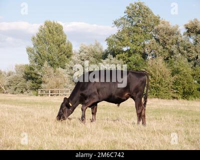 Eine schwarze Kuh, die an einem Sommertag in dedham allein auf einem Feld weidet Stockfoto