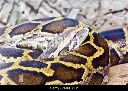Python Kopf in der Mitte der Steine Stockfoto