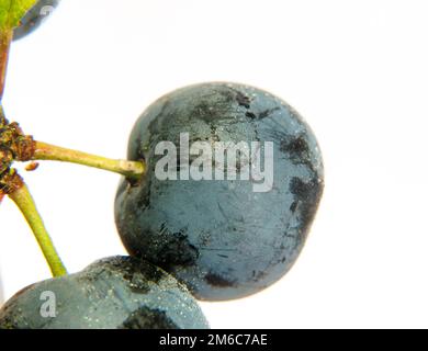 Nahaufnahme von Schlehen-Beere auf weißem Hintergrund mit Wassertröpfchen nasser Prunus spinosa Stockfoto