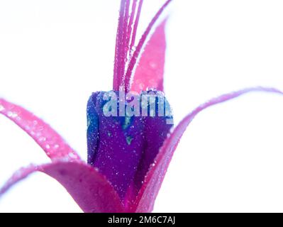 Nahaufnahme von lilafarbenem nassem Wassertröpfchen Blütenblätter von Fuchsia auf weißem Hintergrund Stockfoto