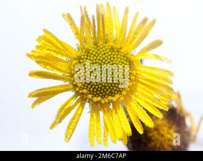 Nahaufnahme von gelben Sonnenblumen nassen Wassertröpfchen auf weißem Studiohintergrund Stockfoto