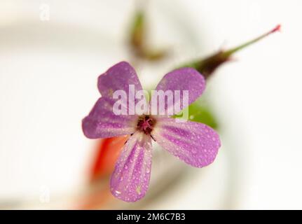 Kleine einzelne pinke Wildblume Pink Campion aus nächster Nähe nasse Wassertröpfchen Macro Studio weiß Backgr Stockfoto