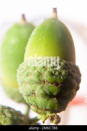 Nahaufnahme von grüner Eichel auf weißem Hintergrund im Studio Feuchte Wassertröpfchen Willow Oak, Quercus phe Stockfoto