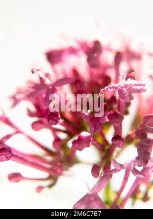 Kleine rosa Orchideenblüten Blüten nasser Tau tröpfelt Wasser auf weißem Studiohintergrund Stockfoto