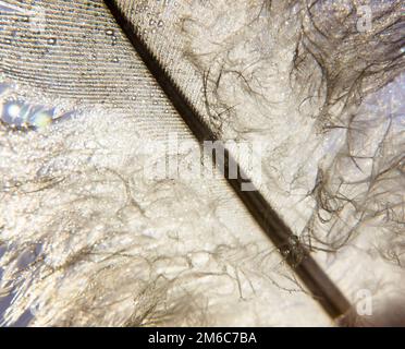 Wunderschöne weiße Taubenvögel Feder aus nächster Nähe Makrodetails Feuchte Wassertröpfchen Studiohintergrund Stockfoto