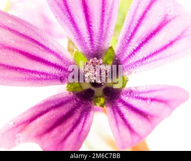 Rosa gemeine Malva sylvestris aus nächster Nähe auf weißem Hintergrund mit Wassertröpfchen Stockfoto