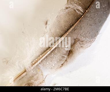 Taubenfedern Weiß und Schwarz Grau und Braun Nahaufnahme mit Wassertröpfchen auf weißem Hintergrund Stockfoto