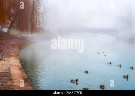 Wilde Enten auf einem nebelhaften Fluss Stockfoto