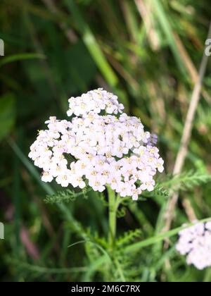 Nahaufnahme von rosa weißer KuhPetersilie, von oben im Sommerlicht gesehen Stockfoto