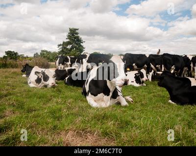 Die Gruppe der Rindereier steht dicht auf die schwarz-weiße Kuh Stockfoto