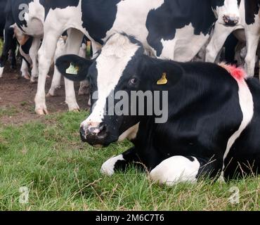 Die Rindersteaks stehen dicht vor der schwarz-weißen Kuh Stockfoto