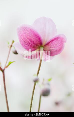 Japanische Anemone blass rosa Blume, Nahaufnahme Stockfoto