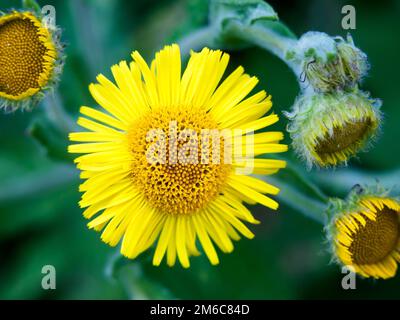 Schöne Nahaufnahmen der kleinen gelben Wildblumensonne Stockfoto