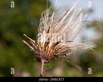 Milchdistel mit weißen Blumenkopfsträngen im Sommer Silybum marianum Stockfoto
