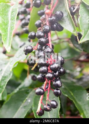 Üppige, reife schwarze Holunderbeeren, feuchter Tau, Wasser, Tropfenbaum, Sambucus Stockfoto