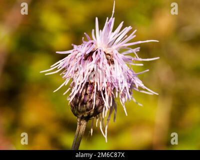 Rosafarbener Blütenkopf aus Milchdistel nähert Silybum Marihuan Stockfoto