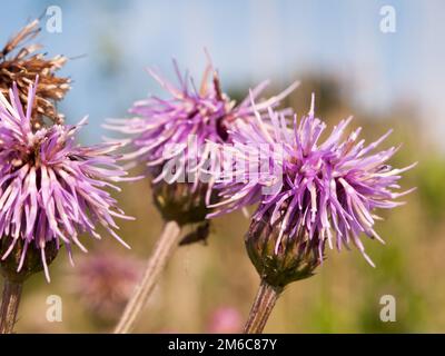 Rosa Milchdistel Blütenköpfe schließen Silybum Marihuan Stockfoto