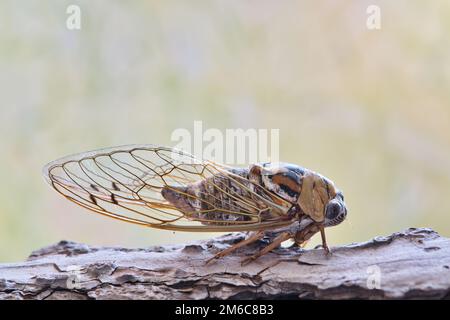 WESTERN Dusk singt Cicada (Megatibicen resh) auf Baumrinde in Houston TX, Seitenansicht. Makrobild mit Kopierbereich. Nordamerikanische Spezies. Stockfoto