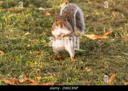 Augenkontakt mit einem entzückenden graue Eichhörnchen in einem Park. Stockfoto