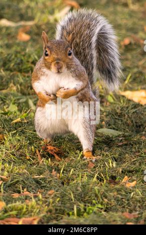 Augenkontakt mit einem entzückenden graue Eichhörnchen in einem Park. Stockfoto