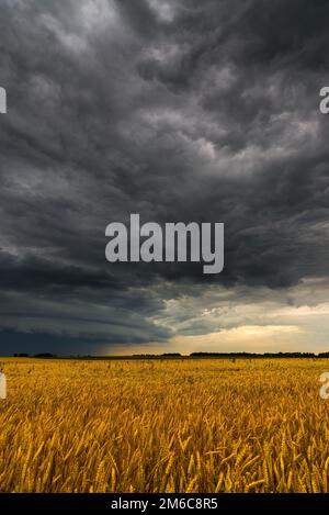Schwarz Sturm Wolke über dem Weizenfeld Stockfoto