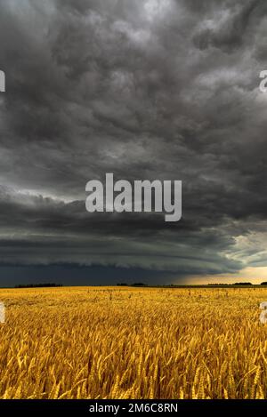 Schwarz Gewitter wolke über dem Weizenfeld Stockfoto
