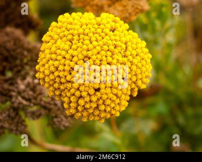 Nahaufnahme von einem Haufen gelber Gärten Achillea filipendulina „Cloth of Gold“ Stockfoto