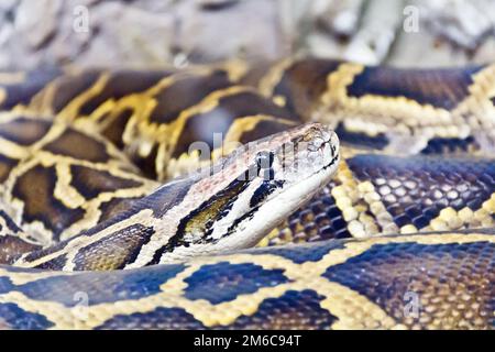 Foto von Python Kopf close up Stockfoto