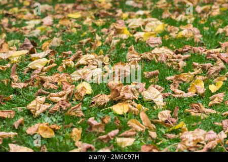 Herbst Rasen mit Laub. Stockfoto