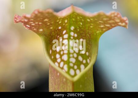 Darlingtonia Californica, weiss auch wie Cobra Lily. Stockfoto