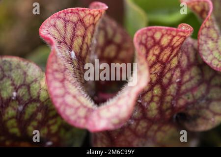 Darlingtonia Californica, weiss auch wie Cobra Lily. Stockfoto