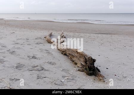 Winterzeit am Weststrand, Westküste. Am Strand liegt ein angespülter Baumstamm. Darß, Fischland-Darß-Zingst, Mecklenburg-Vorpommern, Deutschland Stockfoto