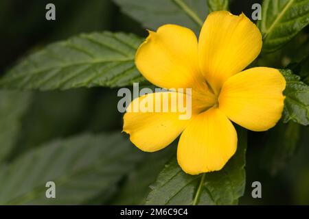 Extreme Nahaufnahme der eine bunte Blume Staubgefäße und Stigmatisierung. Stockfoto