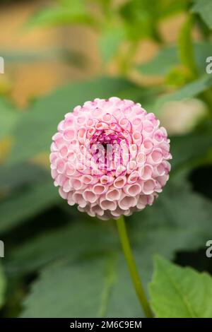 Schöne weiße Dahlie Blume Nahaufnahme. white Pompom Dahlie in Birmingham Botanical Gardens Stockfoto