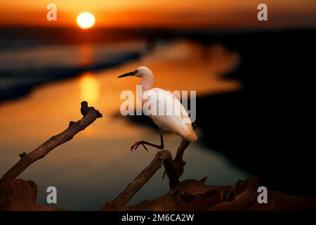 Das Snowy Reiher auf dem Wasser am Malibu Beach im August Stockfoto