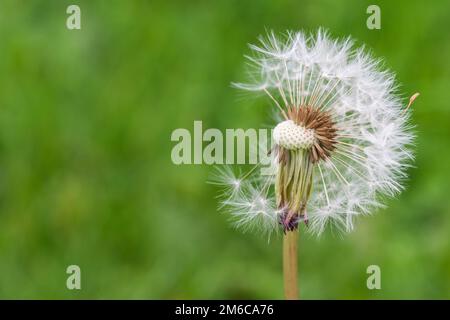 Nahaufnahme eines unvollständigen Löwenzahns. Stockfoto