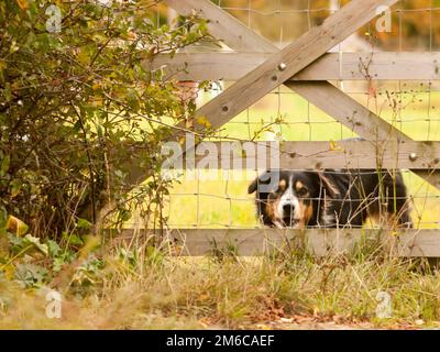 Bellender schwarzer Border Collie-Hund hinter dem Zaun-Landhaus Stockfoto
