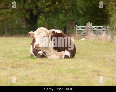 Braune Kuh ruht auf dem Feld auf der Wiese Stockfoto