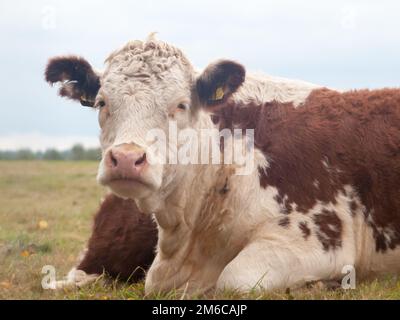 Nahaufnahme des Porträts einer wunderschönen braunen Kuh Stockfoto