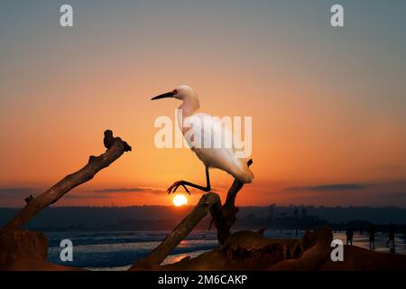 Das Snowy Reiher auf dem Wasser am Malibu Beach im August Stockfoto