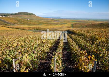 Bunte Herbstlandschaft mit gelben Grand Cru chardonnay Weinbergen in Cramant, Region Champagne, Frankreich Anbau von weißen chardonnay Weintraube o Stockfoto