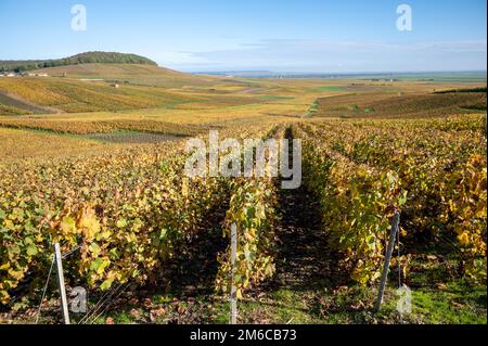 Bunte Herbstlandschaft mit gelben Grand Cru chardonnay Weinbergen in Cramant, Region Champagne, Frankreich Anbau von weißen chardonnay Weintraube o Stockfoto