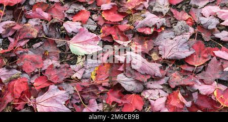 Herbst Rasen mit Laub. Stockfoto