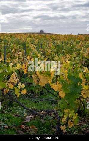 Bunte Herbstlandschaft mit gelben Grand Cru chardonnay Weinbergen in Cramant, Region Champagne, Frankreich Anbau von weißen chardonnay Weintraube o Stockfoto