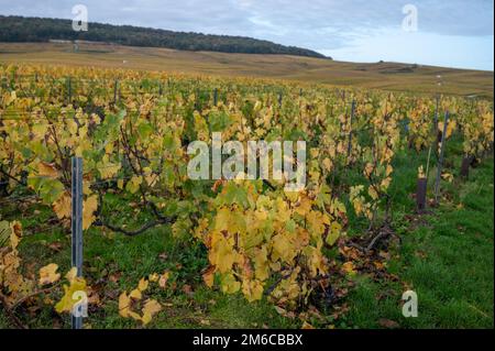 Bunte Herbstlandschaft mit gelben Grand Cru chardonnay Weinbergen in Cramant, Region Champagne, Frankreich Anbau von weißen chardonnay Weintraube o Stockfoto