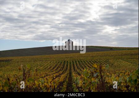 Bunte Herbstlandschaft mit gelben Grand Cru chardonnay Weinbergen in Cramant, Region Champagne, Frankreich Anbau von weißen chardonnay Weintraube o Stockfoto