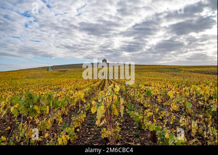 Bunte Herbstlandschaft mit gelben Grand Cru chardonnay Weinbergen in Cramant, Region Champagne, Frankreich Anbau von weißen chardonnay Weintraube o Stockfoto