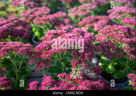 Winterblühende Gartenpflanze, rosa Blüten der Sedum-Zierpflanze, aus nächster Nähe Stockfoto